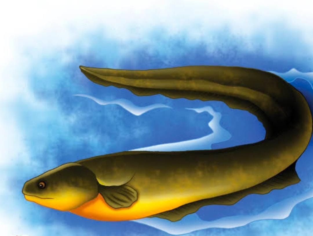 Mengejutkan, Belut Listrik Ternyata Bisa Mengubah Genetik Hewan di Sekitarnya